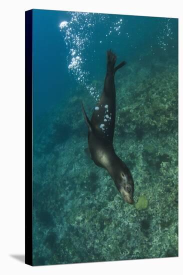 Galapagos Sea Lion Underwater, Galapagos, Ecuador-Pete Oxford-Premier Image Canvas