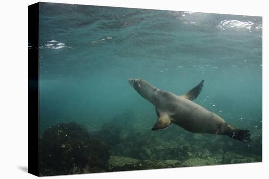 Galapagos Sea Lion Underwater, Galapagos, Ecuador-Pete Oxford-Premier Image Canvas