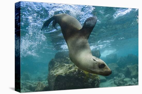 Galapagos Sea Lion Underwater, Galapagos, Ecuador-Pete Oxford-Premier Image Canvas