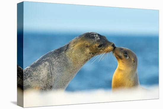 Galapagos Sea Lion (Zalophus Wollebaeki) Mother and Young Touching Noses, Galapagos Islands, May-Ben Hall-Premier Image Canvas