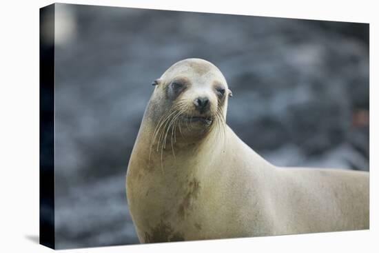 Galapagos Sea Lion-DLILLC-Premier Image Canvas