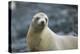 Galapagos Sea Lion-DLILLC-Premier Image Canvas