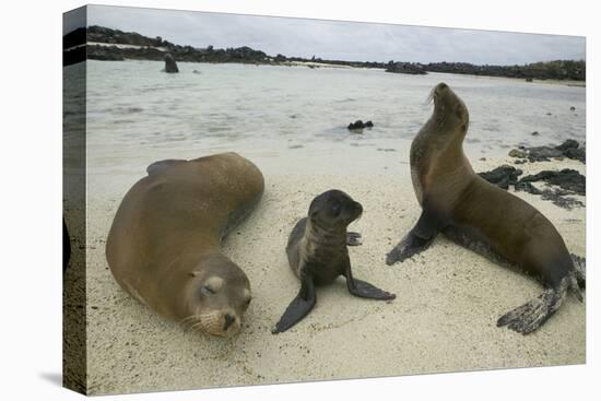 Galapagos Sea Lions and Pup on Beach-DLILLC-Premier Image Canvas
