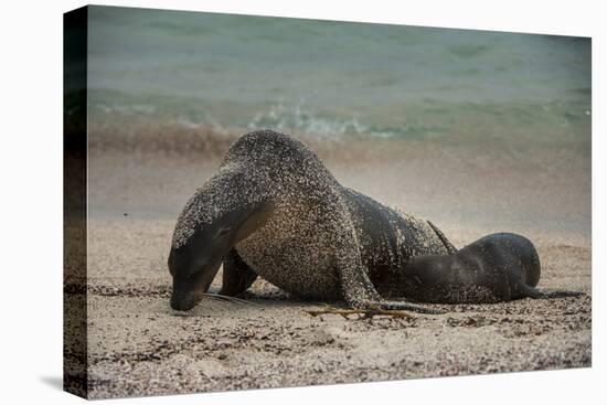 Galapagos Sea Lions Gardner Bay, Hood Island, Galapagos, Ecuador-Pete Oxford-Premier Image Canvas