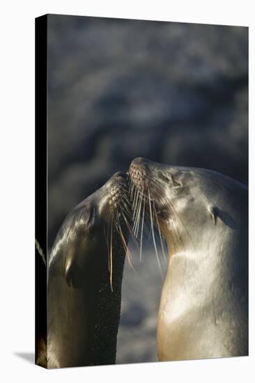 Galapagos Sea Lions in Love-DLILLC-Premier Image Canvas