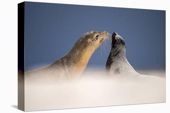 Galapagos sea lions interacting on sand, Galapagos, Ecuador-Ross Hoddinott-Premier Image Canvas