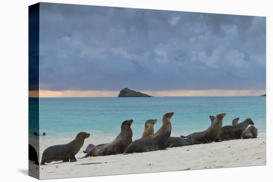 Galapagos Sea Lions (Zalophus Wollebaeki), Gardner Bay, Espanola Islands, UNESCO Site, Ecuador-Michael Nolan-Premier Image Canvas