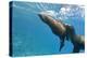 Galapagos Sea Lions (Zalophus Wollebaeki) Underwater, Champion Island, Galapagos Islands, Ecuador-Michael Nolan-Premier Image Canvas