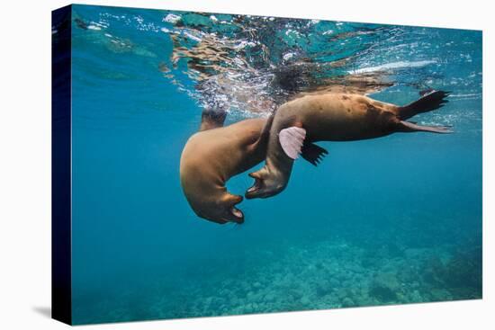 Galapagos Sea Lions (Zalophus Wollebaeki) Young Playing in Shallow Water-Alex Mustard-Premier Image Canvas