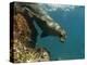 Galapagos Sealion, Gardner Bay, Española Island, Galapagos Islands, Ecuador-Pete Oxford-Premier Image Canvas