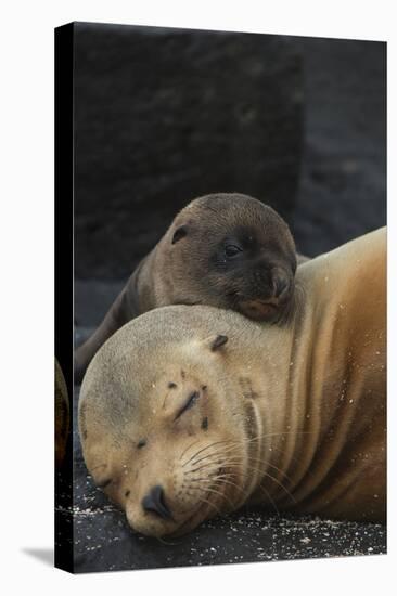 Galapagos Sealion (Zalophus Wollebaeki) Mother And Pup Resting On Beach, Galapagos-Pete Oxford-Premier Image Canvas