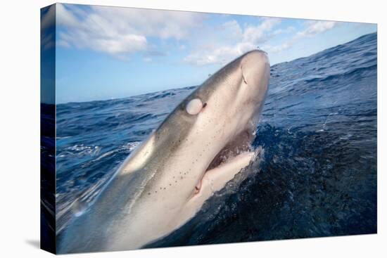 Galapagos shark at sea surface, Hawaii-David Fleetham-Premier Image Canvas