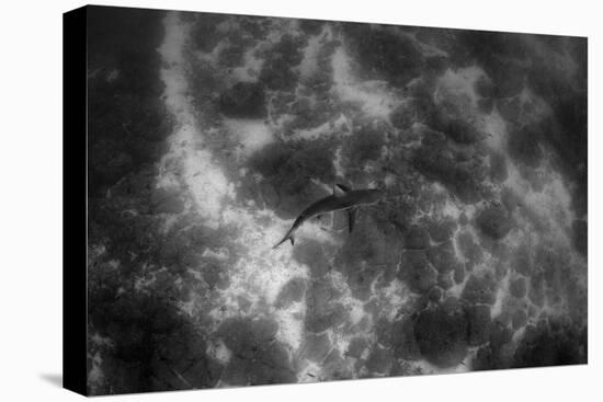 Galapagos Shark, Galapagos Islands, Ecuador-Pete Oxford-Premier Image Canvas