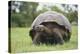 Galapagos Tortoise in the Grass-DLILLC-Premier Image Canvas