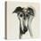 Galgo Espanol-Sally Muir-Premier Image Canvas