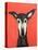 Galgo on Red-Sally Muir-Premier Image Canvas