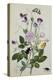 Galica Rose and Perennial Sweet Pea, Weevil, a Beetle and Butterflies-Thomas Robins Jr-Premier Image Canvas
