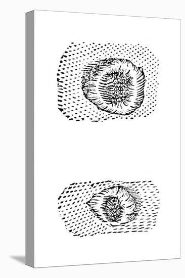 Galileo's Drawing of Lunar Craters, 1611-Galileo Galilei-Premier Image Canvas