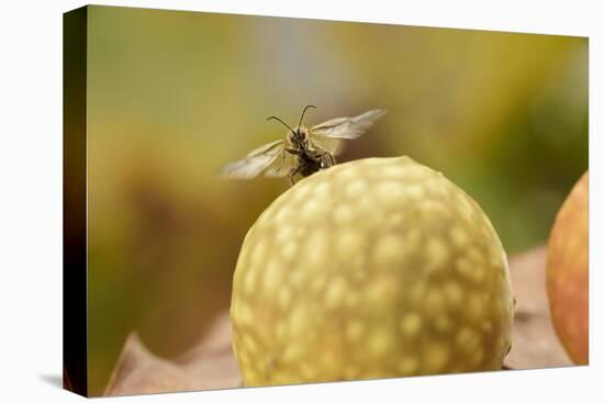 Gall Wasp (Cynips Quercusfolii) Emerging from the Oak Gall. Germany, October-Solvin Zankl-Premier Image Canvas