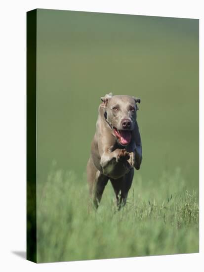 Galloping Weimaraner-DLILLC-Premier Image Canvas