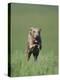 Galloping Weimaraner-DLILLC-Premier Image Canvas