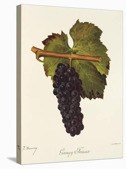 Gamay Freaux Grape-J. Troncy-Premier Image Canvas