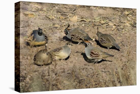 Gambel's Quail (Callipepla gambelii) covey feeding-Larry Ditto-Premier Image Canvas