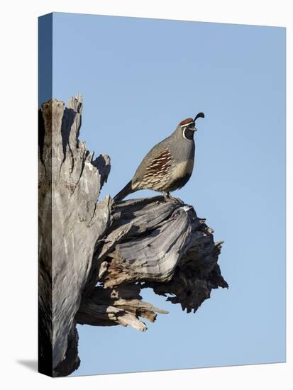 Gamble's quail, Callipepla gambelii, Bosque del Apache NWR, New Mexico-Maresa Pryor-Premier Image Canvas