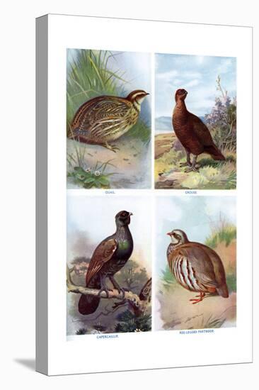 Game Birds from Harmsworth Natural History, 1910-Richard Lydekker-Premier Image Canvas