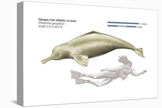 Ganges River Dolphin or Susu (Platanista Gangetica), Mammals-Encyclopaedia Britannica-Stretched Canvas
