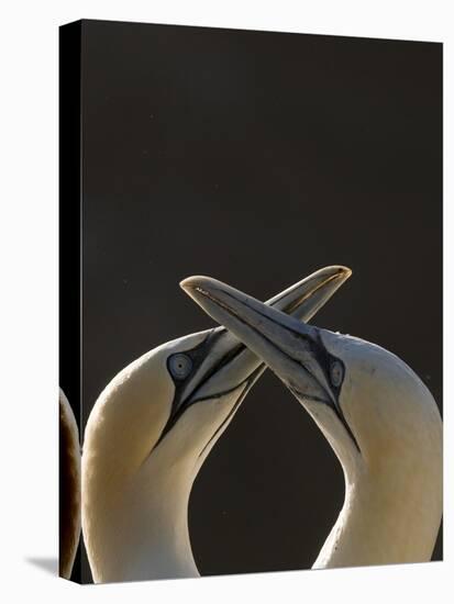 Gannet breeding pair during courtship ritual, Saltee Islands-Andrew Parkinson-Premier Image Canvas