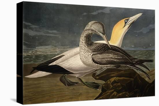 Gannets from "Birds of America"-John James Audubon-Premier Image Canvas