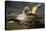 Gannets from "Birds of America"-John James Audubon-Premier Image Canvas