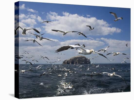Gannets in Flight, Following Fishing Boat Off Bass Rock, Firth of Forth, Scotland-Toon Ann & Steve-Premier Image Canvas