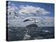 Gannets in Flight, Following Fishing Boat Off Bass Rock, Firth of Forth, Scotland-Toon Ann & Steve-Premier Image Canvas