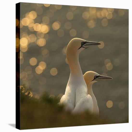 Gannets In Sunset-Karen Kolbeck-Stretched Canvas