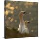 Gannets In Sunset-Karen Kolbeck-Stretched Canvas