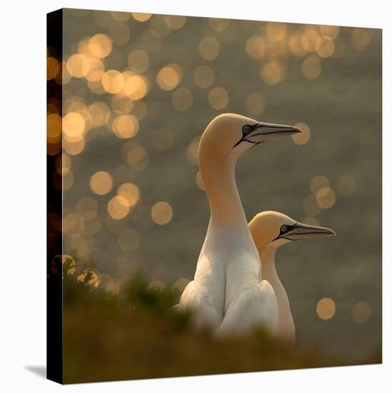 Gannets in Sunset-Karen Kolbeck-Premier Image Canvas