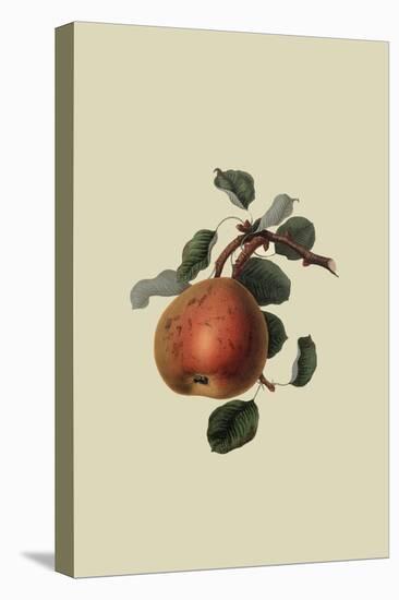 Gansel's Bergamot Pear-William Hooker-Stretched Canvas