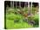 Garden and Forest in New Brunswick, Canada-Ellen Anon-Premier Image Canvas