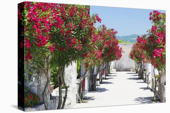 Garden Bloom, Villa Rufulo, Ravello, Italy-George Oze-Premier Image Canvas