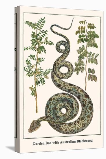 Garden Boa with Australian Blackwood-Albertus Seba-Stretched Canvas