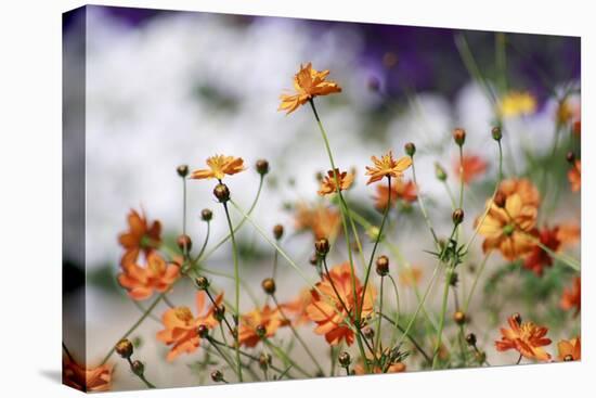 Garden Conversations-Incredi-Premier Image Canvas