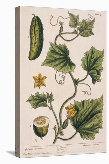 Garden Cucumber, Plate 4 from A Curious Herbal, Published 1782-Elizabeth Blackwell-Premier Image Canvas