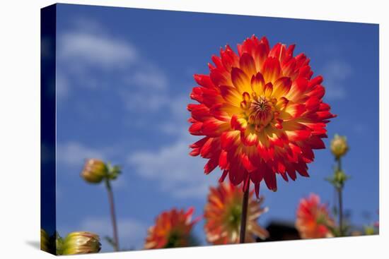 Garden Dahlia-Ludwig Mallaun-Premier Image Canvas