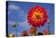 Garden Dahlia-Ludwig Mallaun-Premier Image Canvas