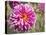 Garden Dahlias IV-George Johnson-Premier Image Canvas