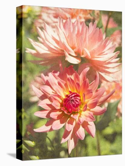 Garden Dahlias V-George Johnson-Premier Image Canvas