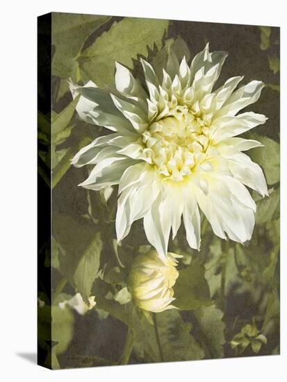 Garden Dahlias VII-George Johnson-Premier Image Canvas