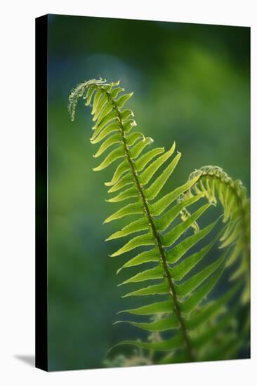 Garden Fern-Savanah Stewart-Premier Image Canvas